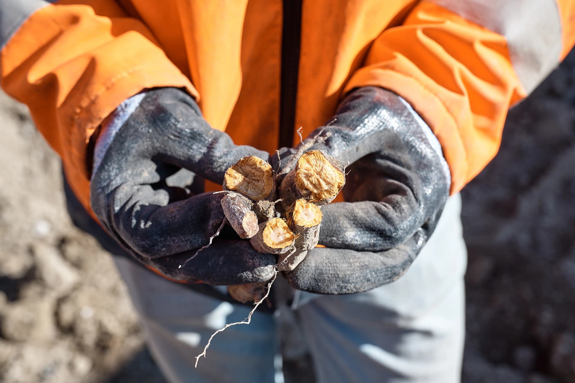 Des mains gantées de noir, vêtues d'une veste orange, tiennent plusieurs rhizomes de plantes coupés, dont les sections transversales sont clairement visibles, sur un fond de terre flou.