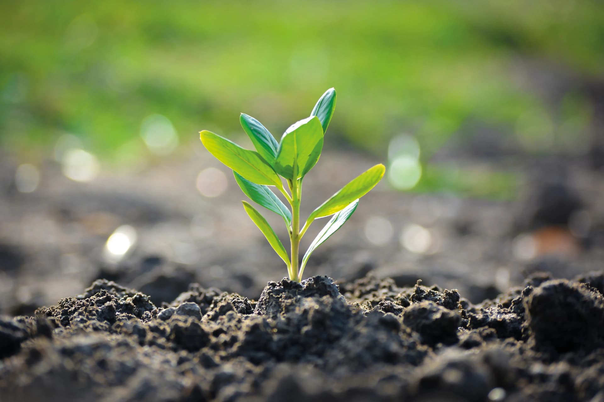 Jeune pousse vert vif avec plusieurs feuilles brillantes émergeant d'un sol sombre, sur un arrière-plan vert flou avec des taches de lumière.