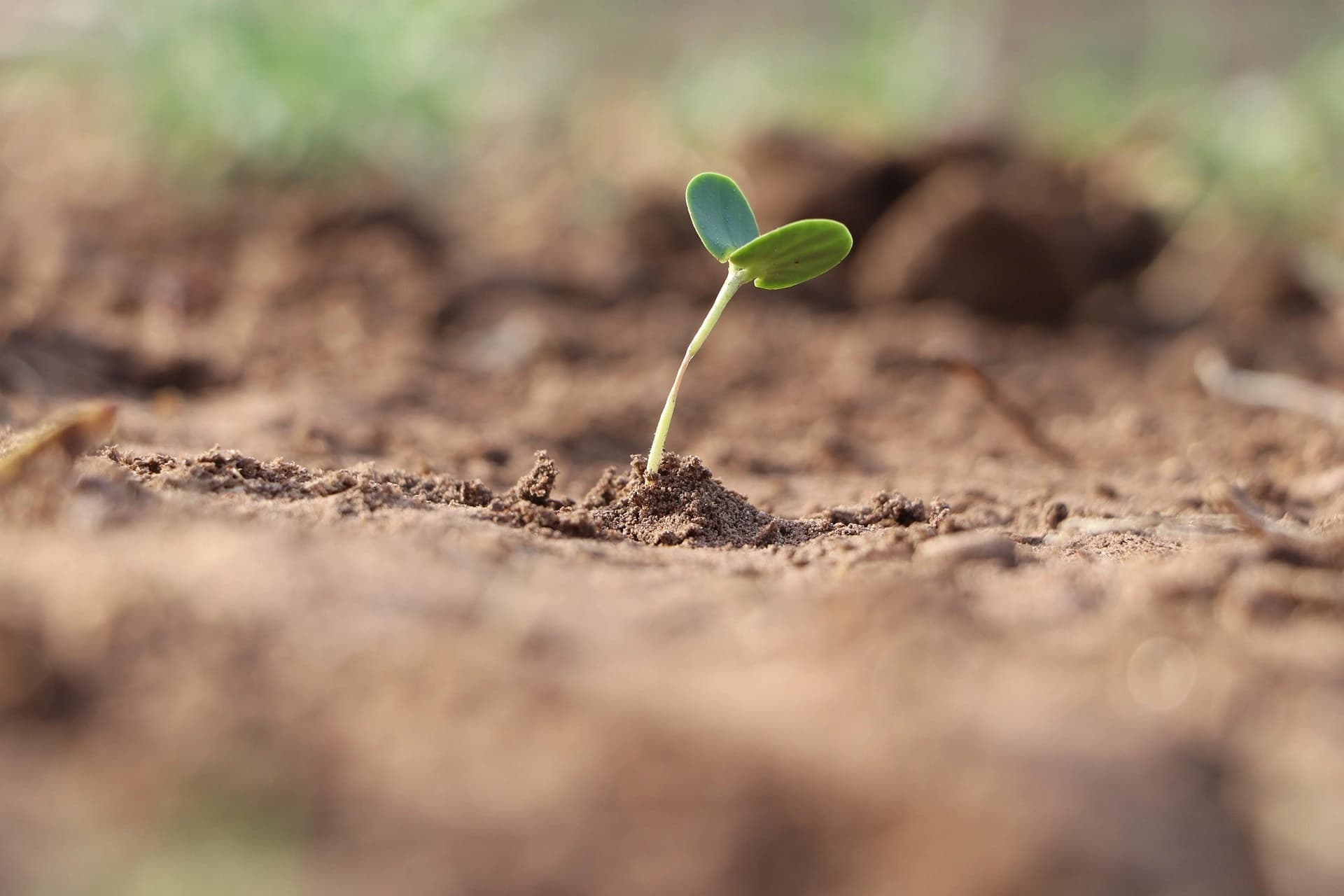 Un jeune plant avec deux feuilles vertes et une fine tige vert clair émerge d'une petite motte de terre brune, sur un fond flou de terre et de végétation.