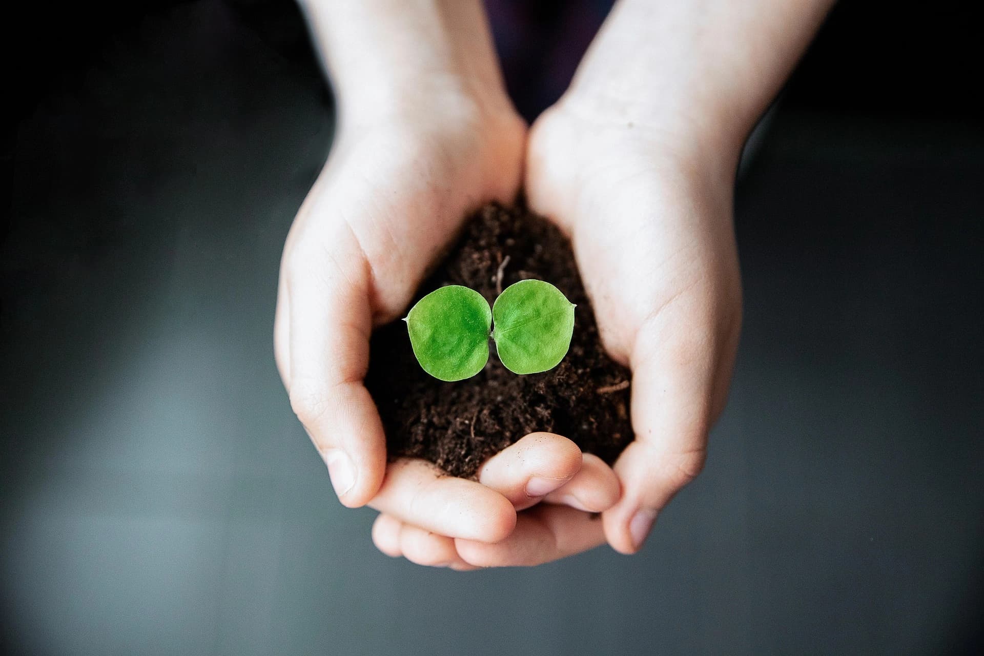 Deux mains claires tiennent délicatement de la terre sombre d'où émerge une petite pousse verte à deux feuilles, symbolisant la croissance et la vie sur un fond sombre.