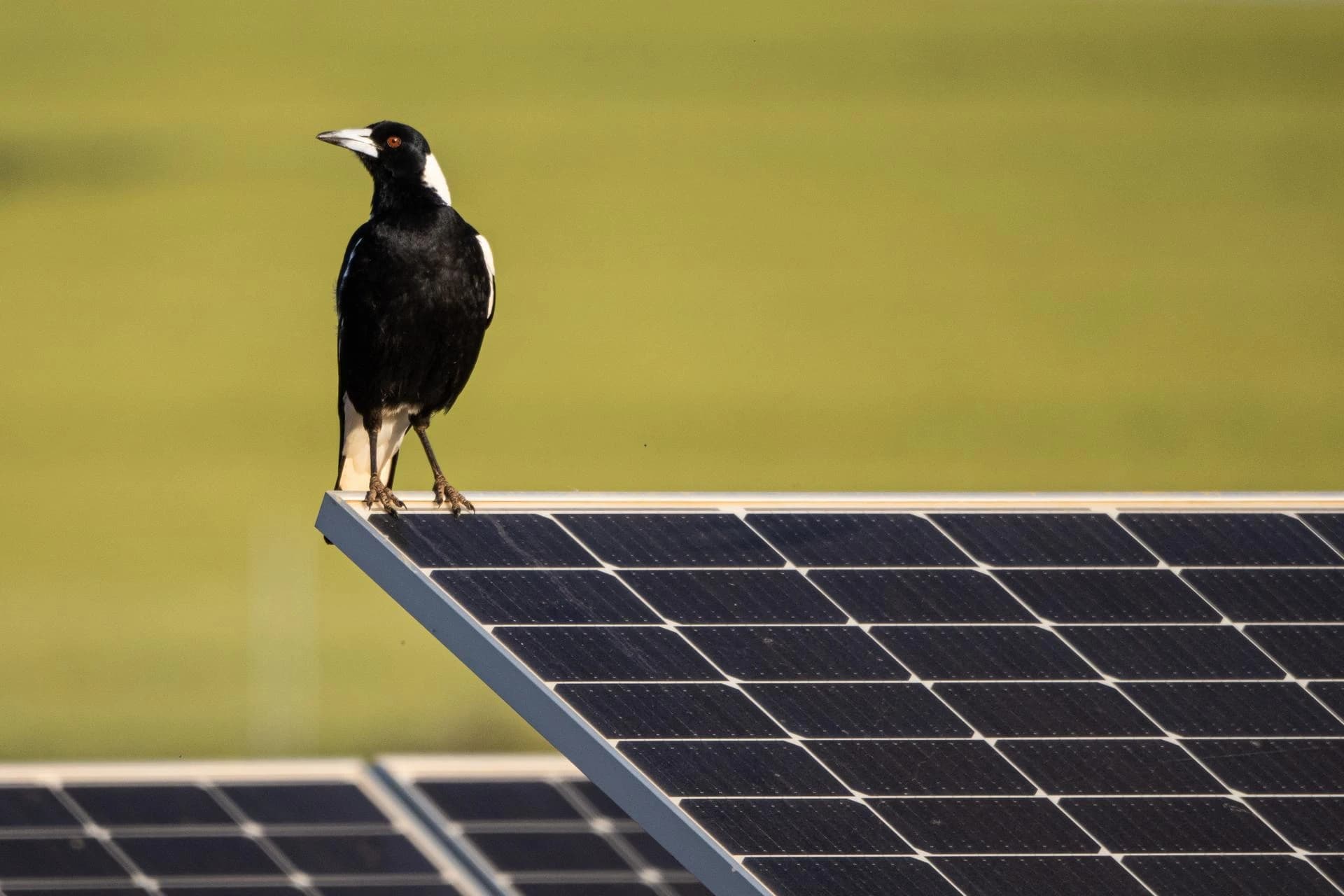 Un oiseau pie noir et blanc aux yeux orange se tient sur un panneau solaire, avec un champ vert flou en arrière-plan.