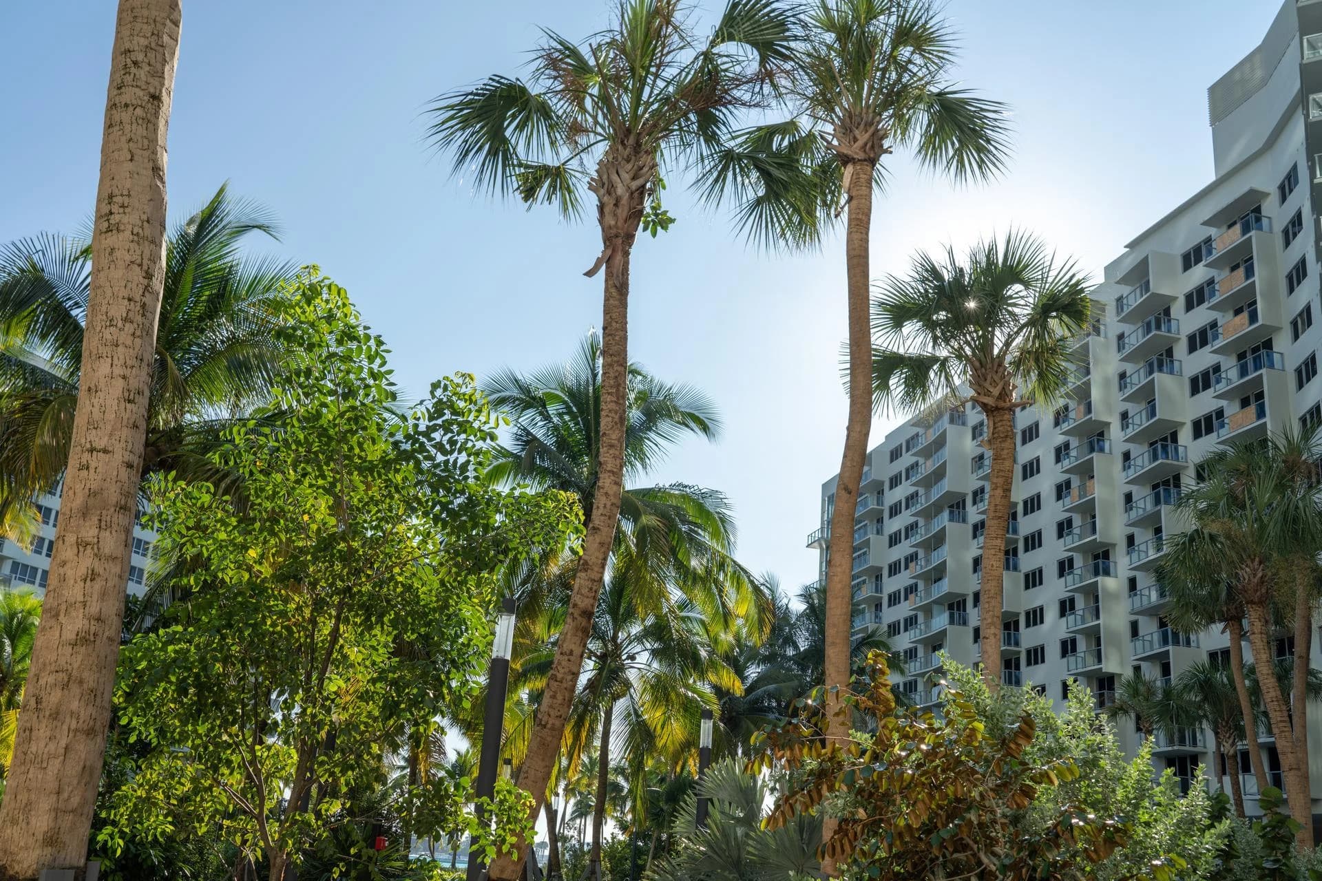 A vibrant tropical scene with multiple tall palm trees and lush green foliage framing a modern white building under a bright blue sky, with the sun creating a glare.